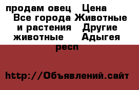  продам овец › Цена ­ 100 - Все города Животные и растения » Другие животные   . Адыгея респ.